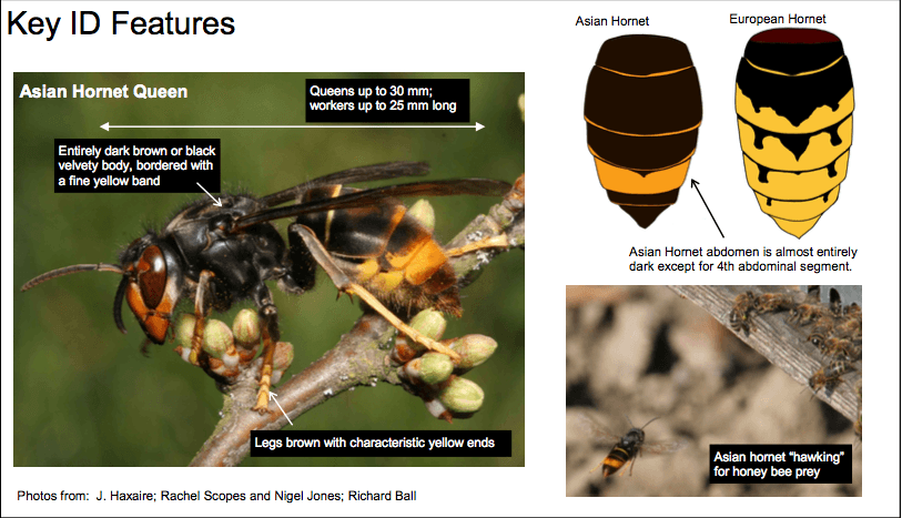 Key Features Of The Asian Hornet