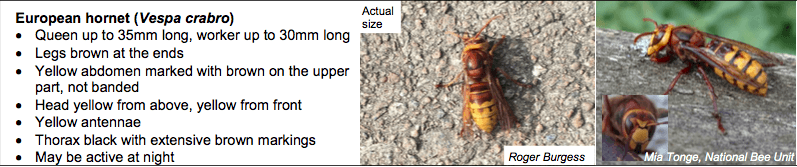 European Hornet Description