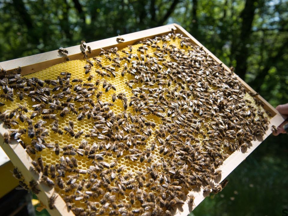 honey bees on a hive panel