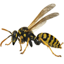 wasp nest treatment and removal