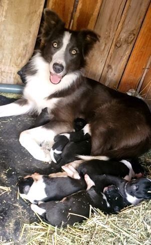 BORDER COLLIE