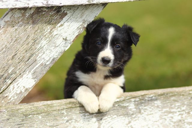 BORDER COLLIE