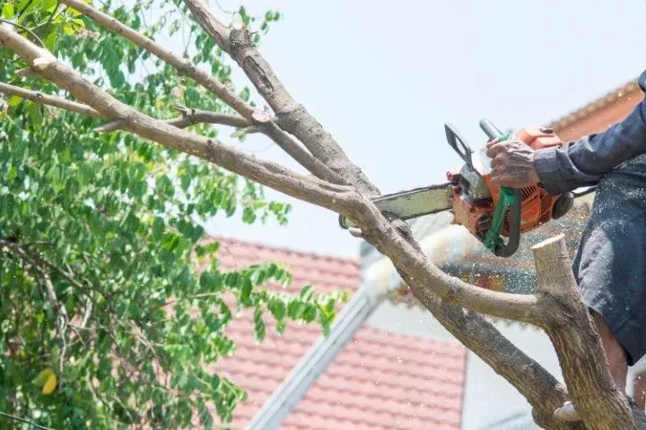 Worker using a chainsaw to prune a tree branch near a tiled-roof house