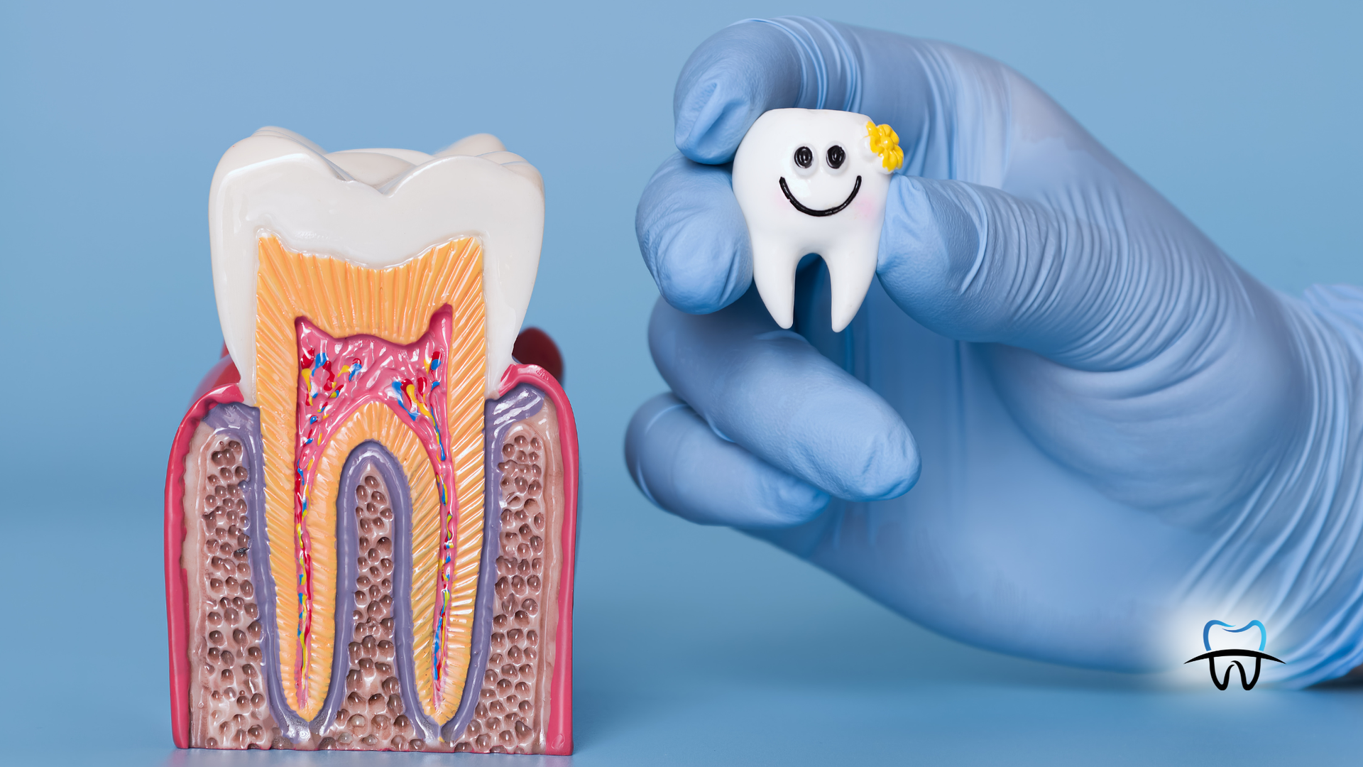 Cross-section tooth model next to a hand holding a smiling tooth with a blue background.