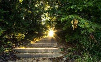 A set of stairs leading up to a forest with the sun shining through the trees.