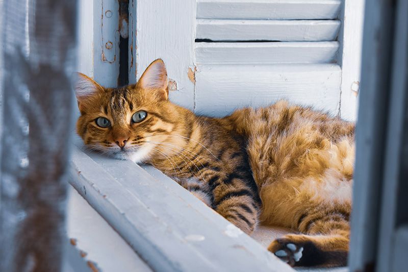 a cat is laying on a window sill looking out the window .