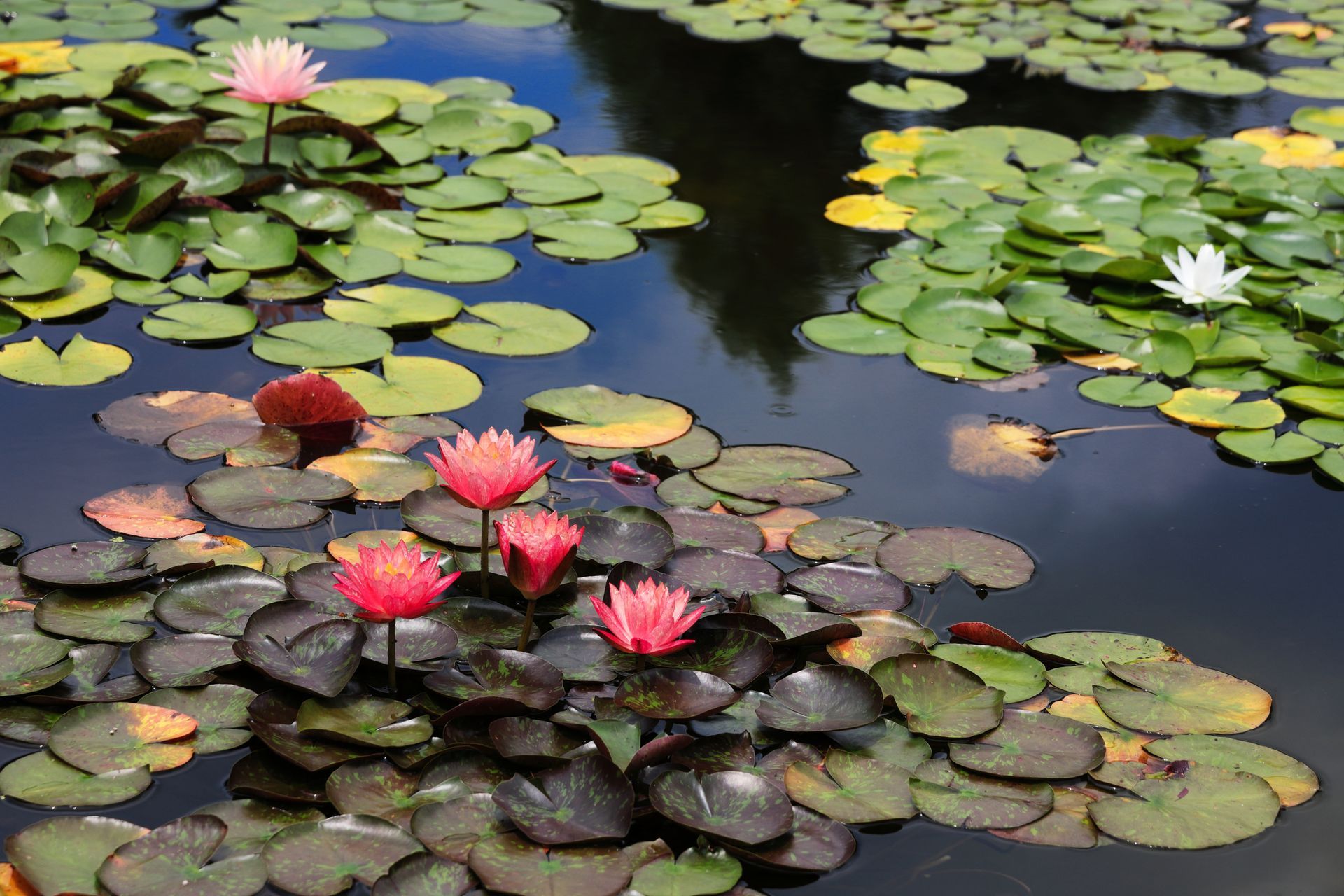 Beautiful ponds In Front Yard — Santa Cruz, CA — Quilici Gardening