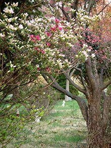 MCHS Aspin Hill Memorial Park Spring Flowering Trees
