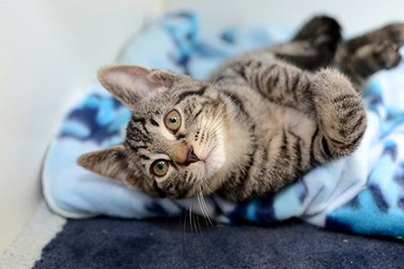 Adoptable Cats at Montgomery County Humane SocietyCHS