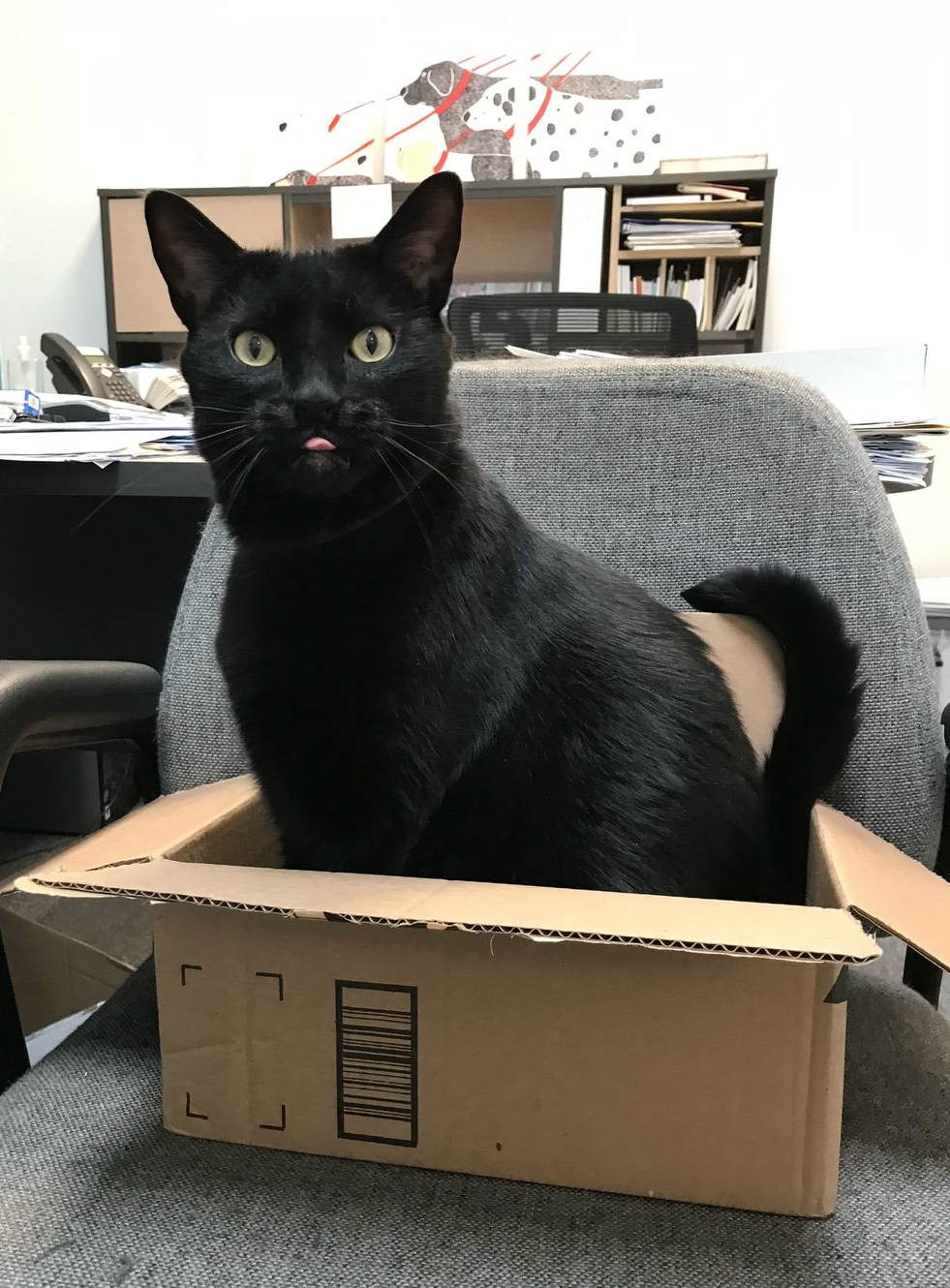 Beagle puppy in a brown coat on a snowy path, on a leash.