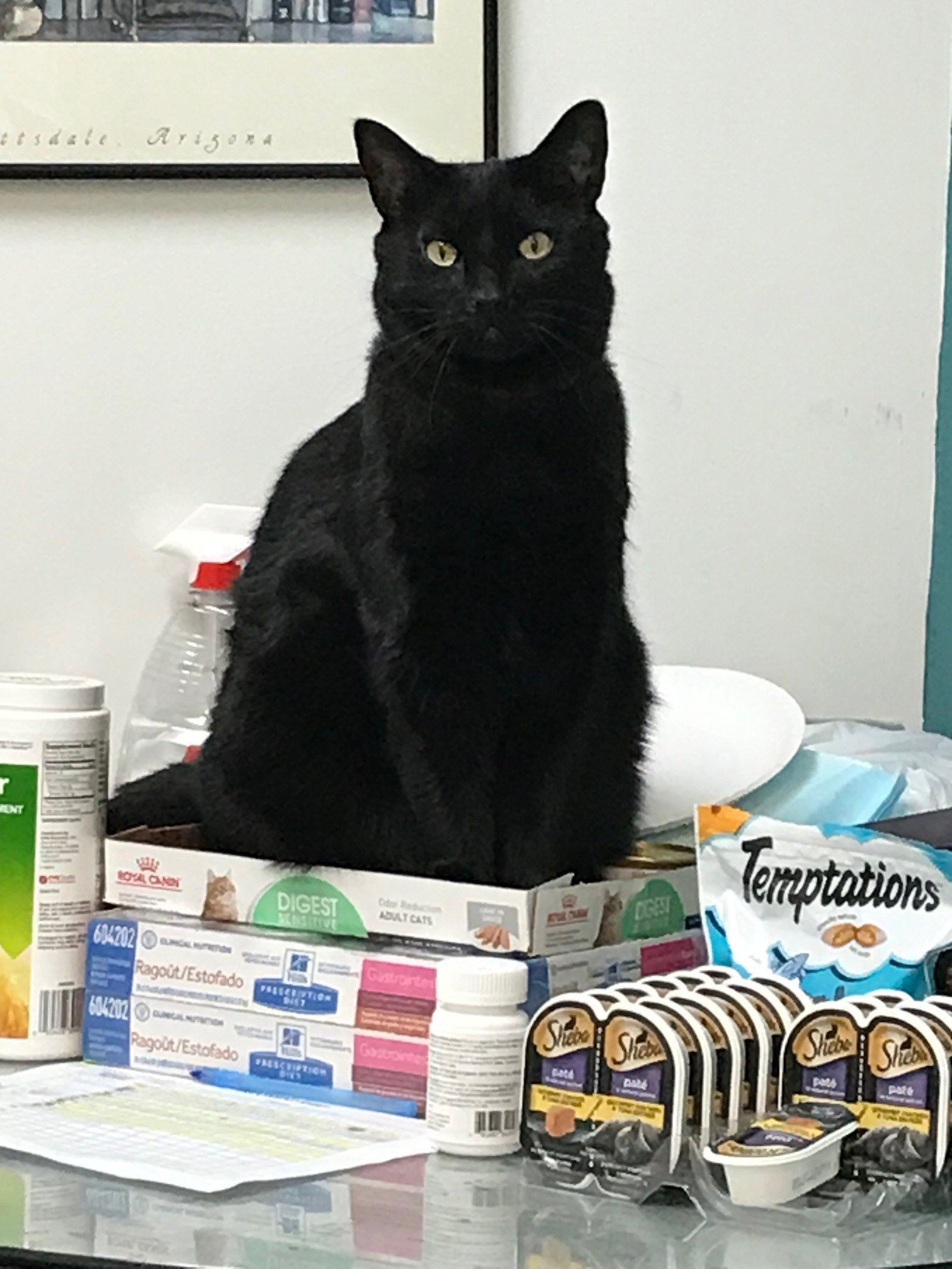 Cute Cat with stack of cat food at the MCHS pet food pantry