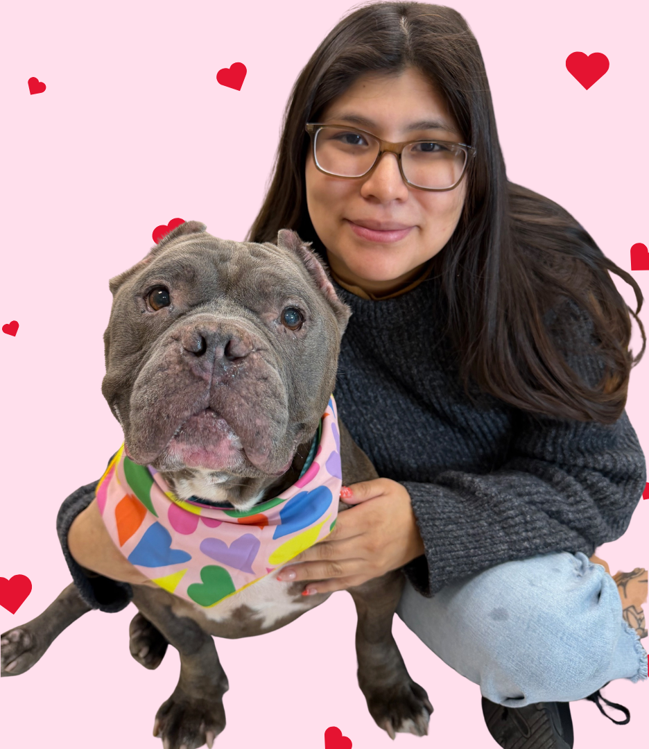 Beagle puppy in a brown coat on a snowy path, on a leash.