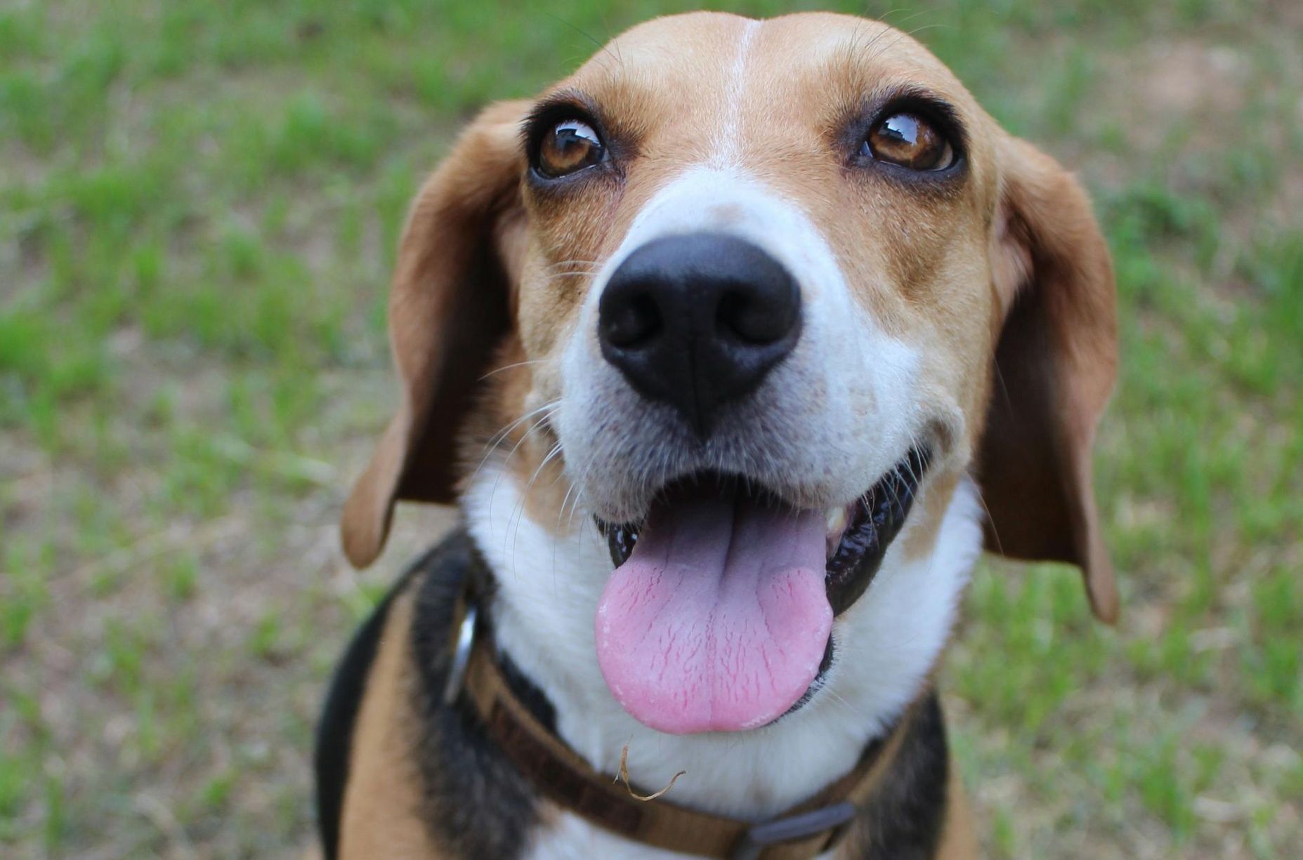 Adoptable dogs at  MCHS