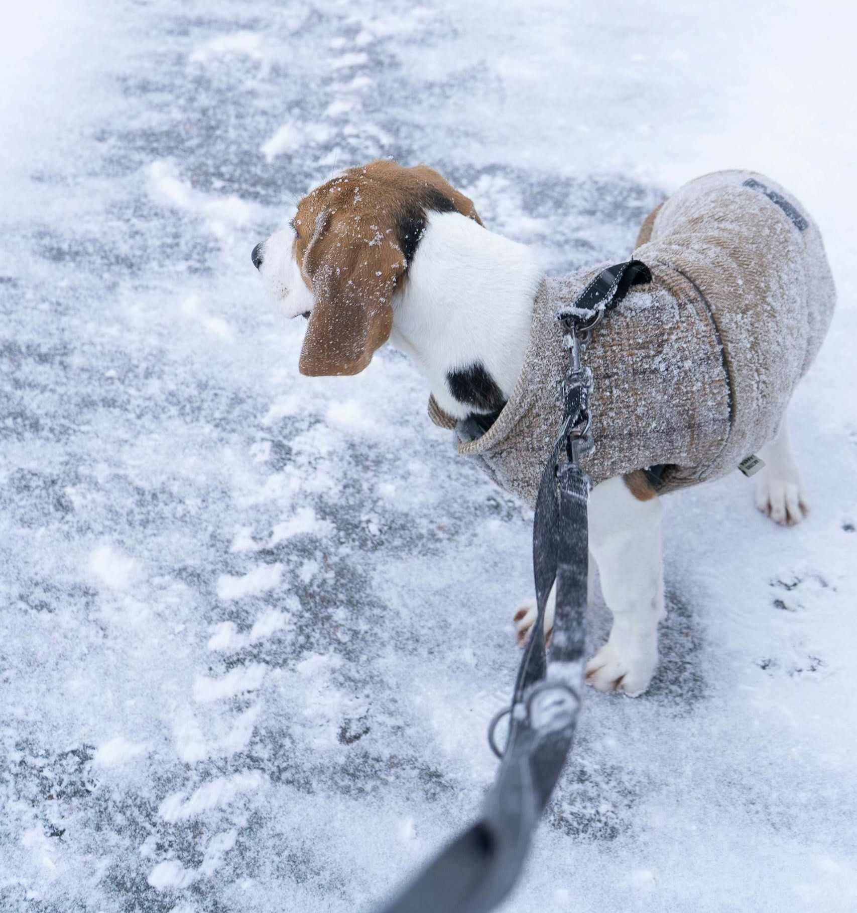 Beagle puppy in a brown coat on a snowy path, on a leash.