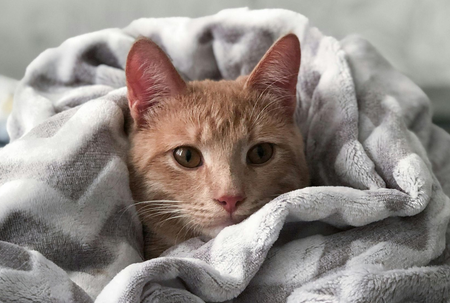 Adoptable Cats at Montgomery County Humane SocietyCHS