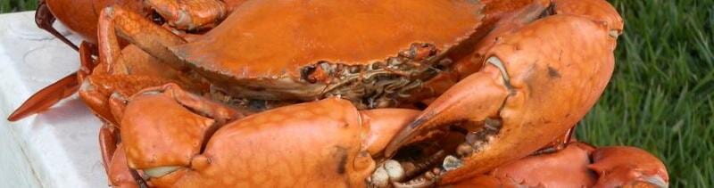 Crab Baits  — Master Bait & Tackle in Palmerston, NT