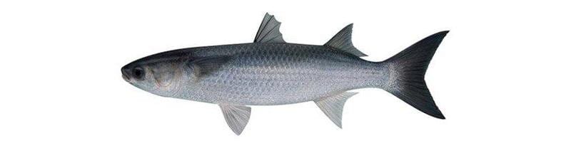 Mullet — Master Bait & Tackle in Palmerston, NT