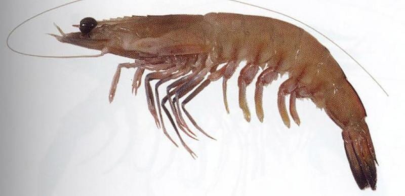 Prawns — Master Bait & Tackle in Palmerston, NT