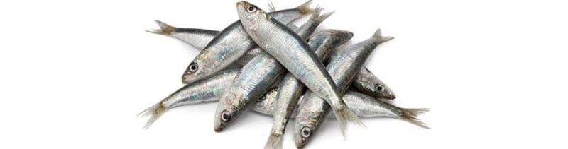 Pilchards — Master Bait & Tackle in Palmerston, NT