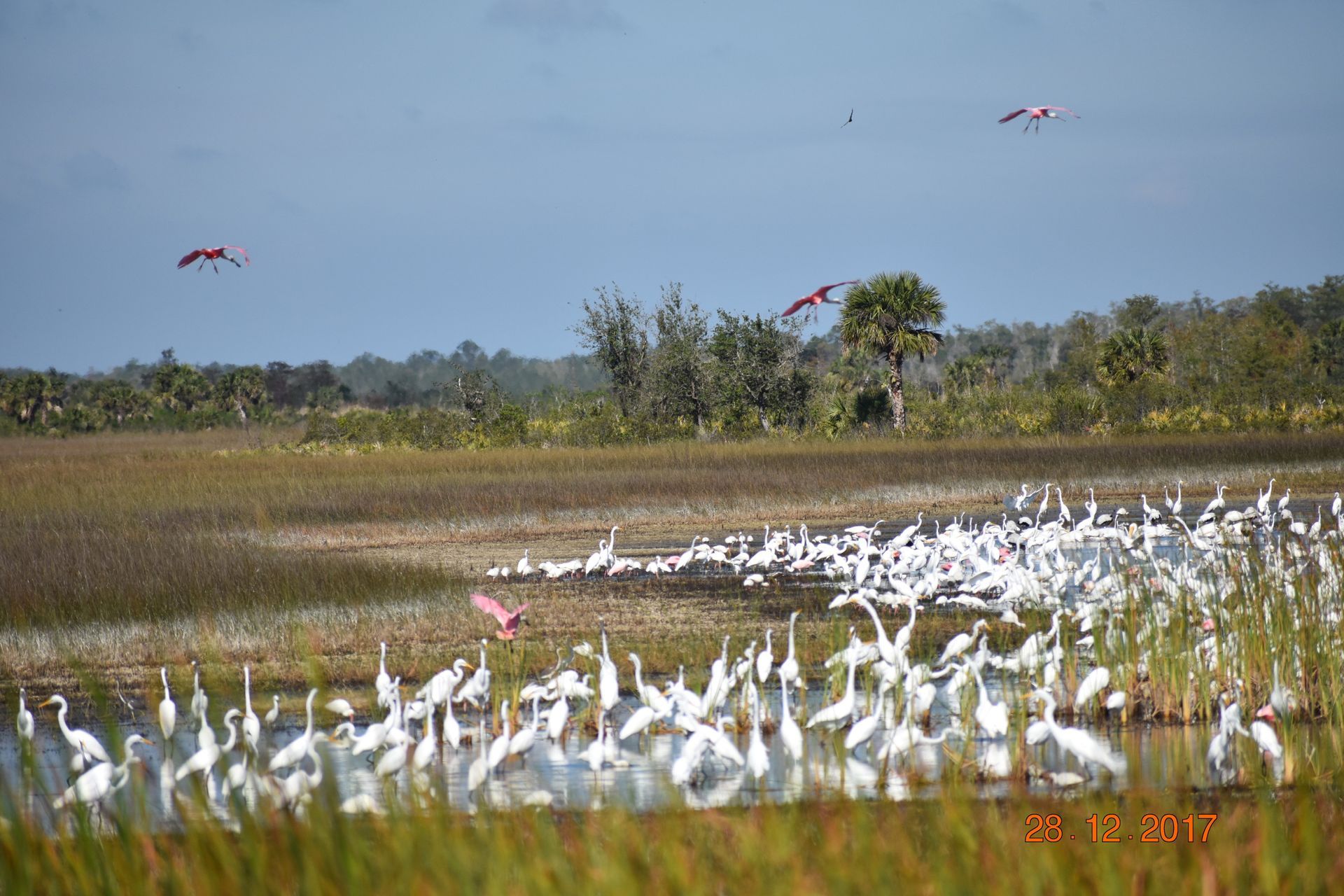White birds flock in marshland; pink birds fly overhead.