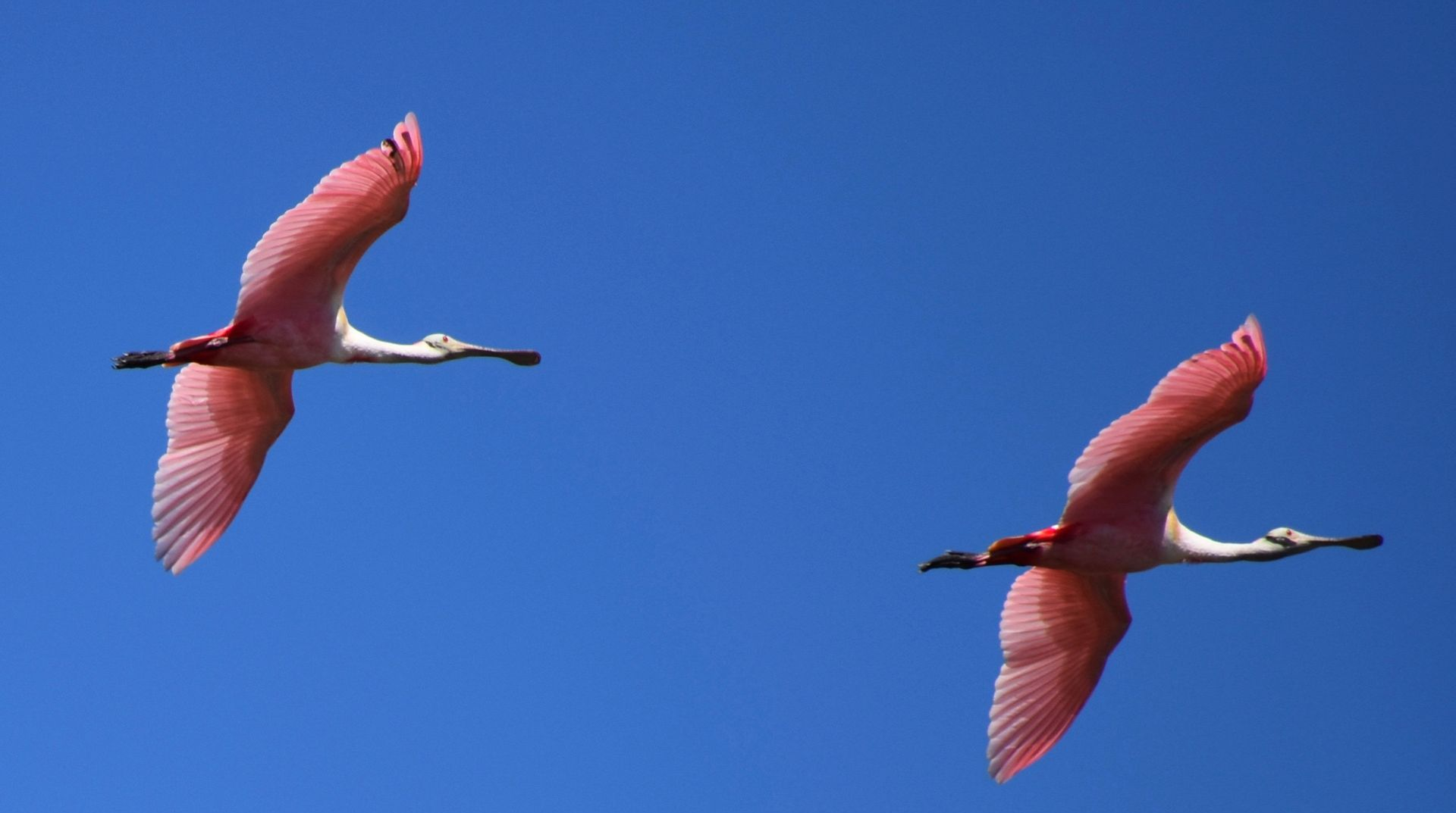 Two pink roseate spoonbills flying against a bright blue sky.