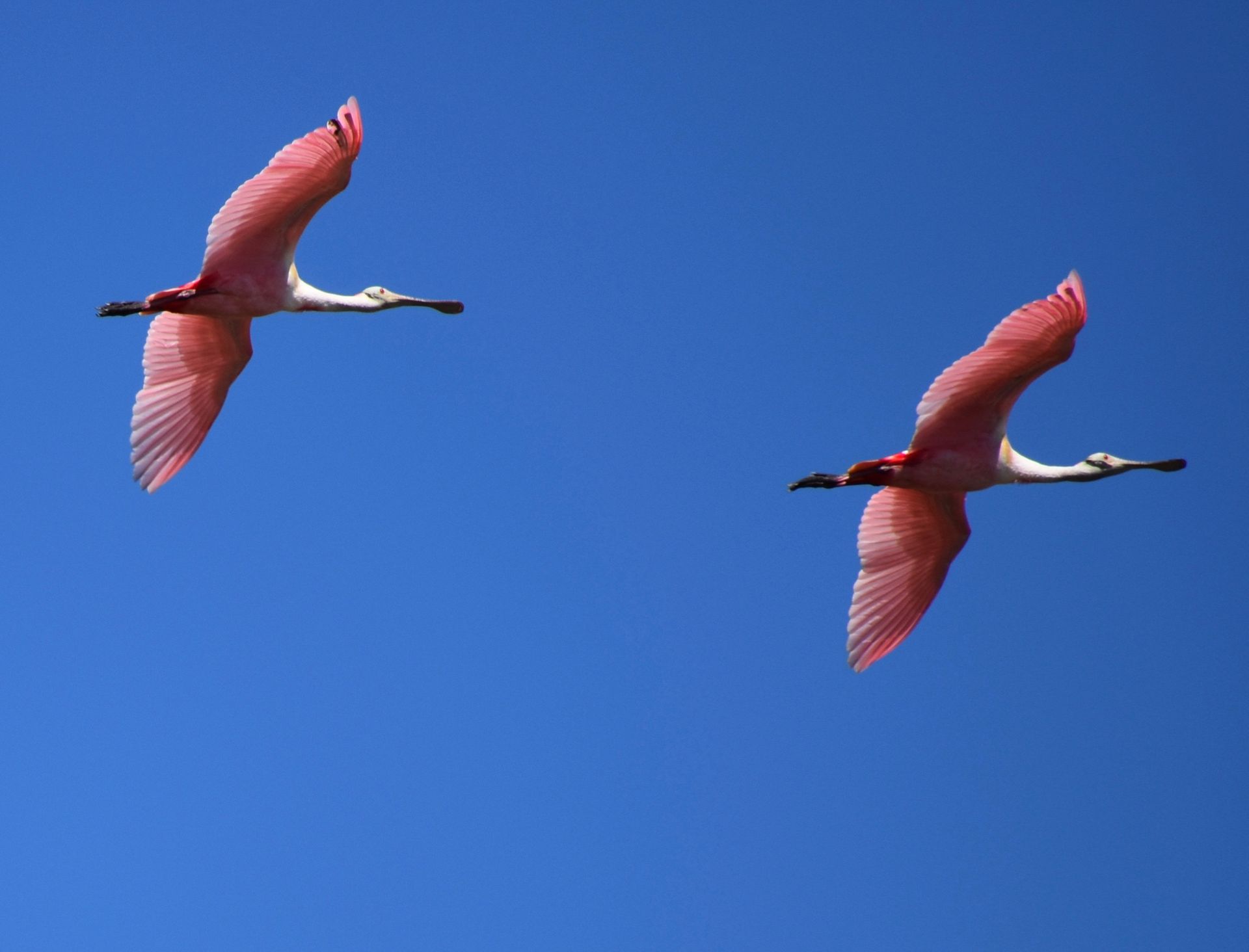 Roseate Spoonbills