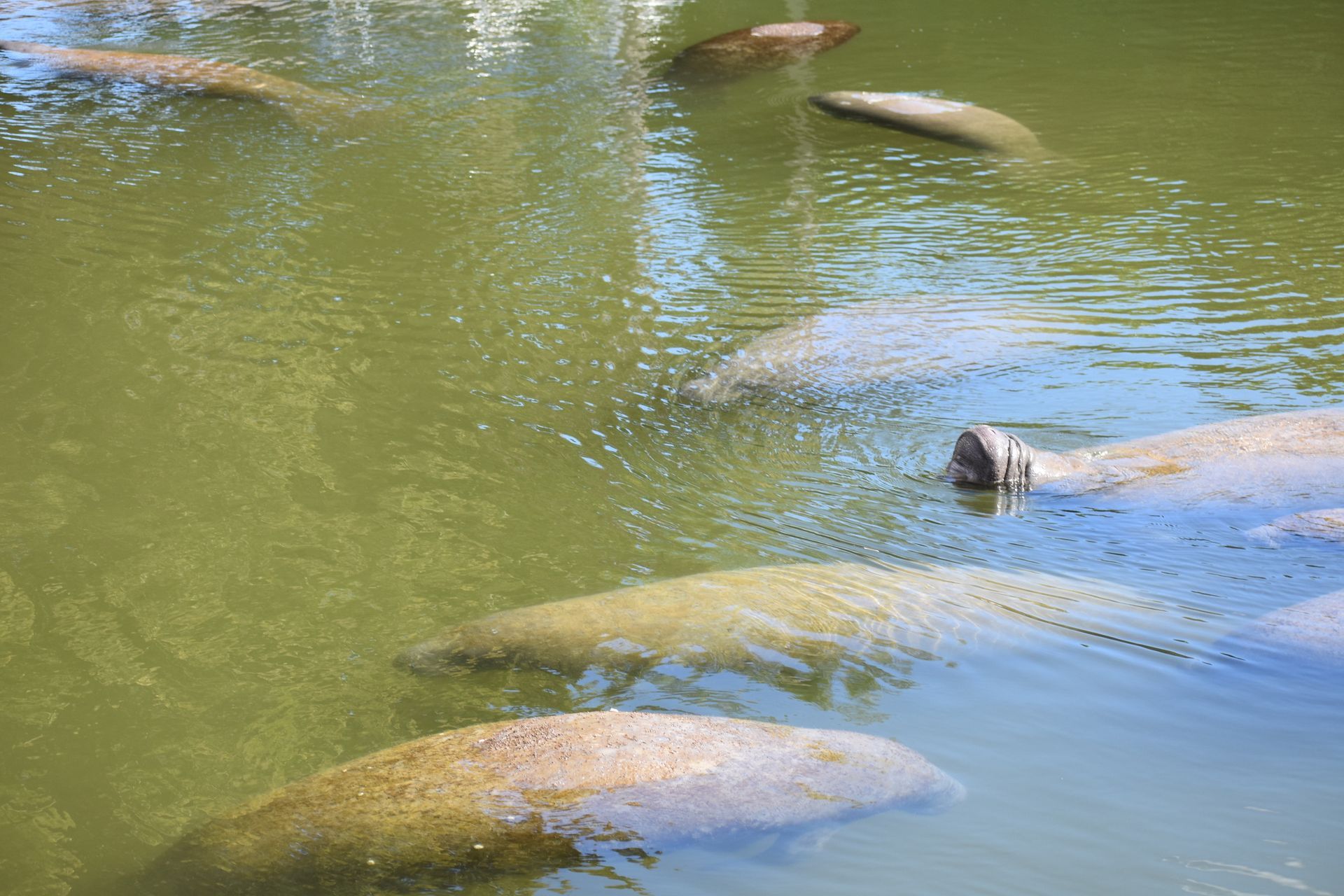 Manatees