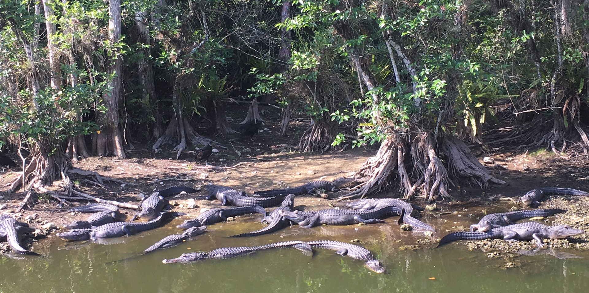 Alligators sunning themselves on a muddy riverbank lined with trees.