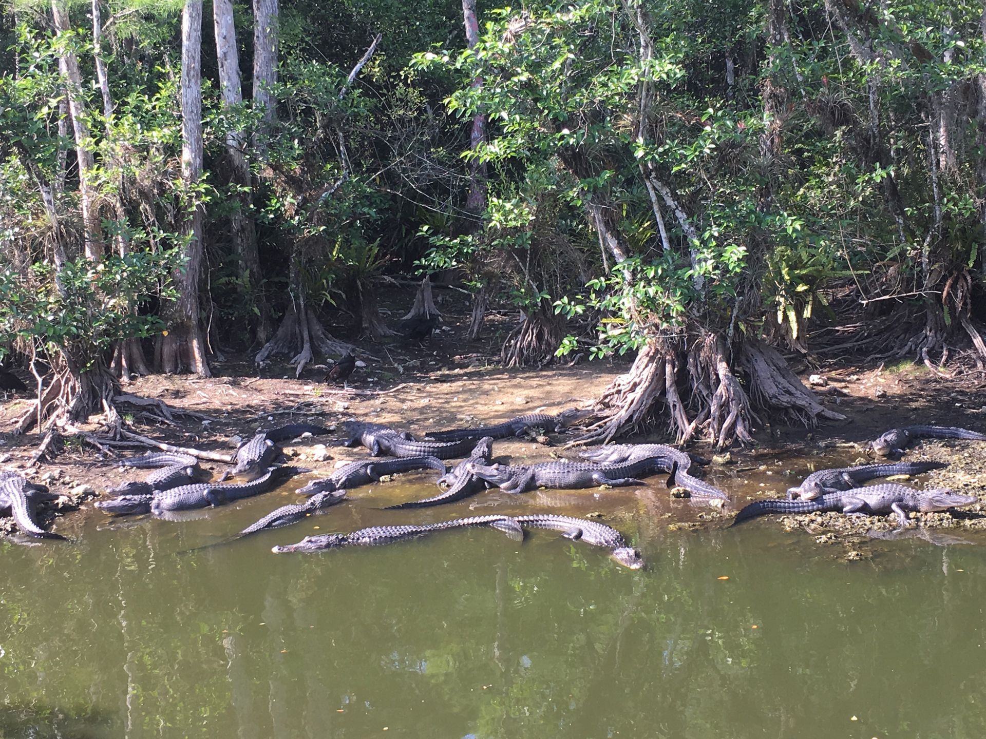 Gator with babies