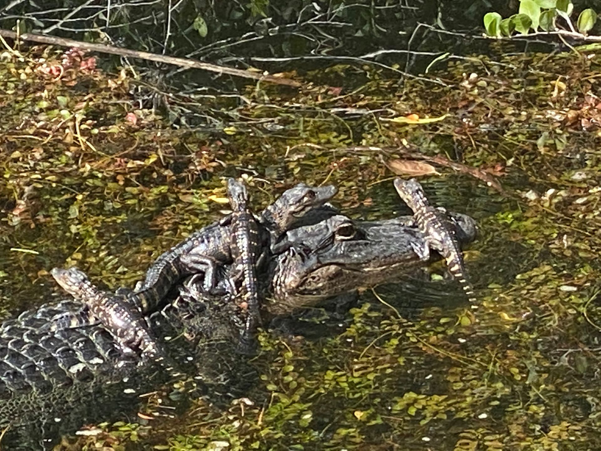 Gators