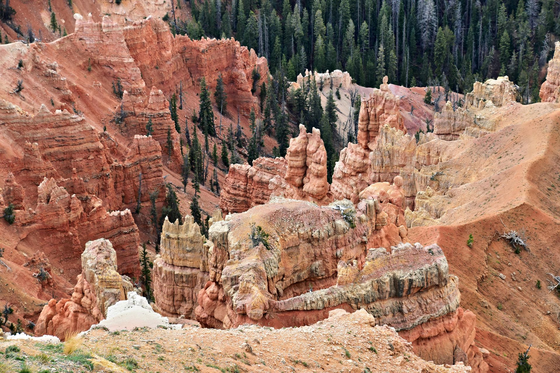 Red rock hoodoos and canyons with patches of green pine trees in the background.