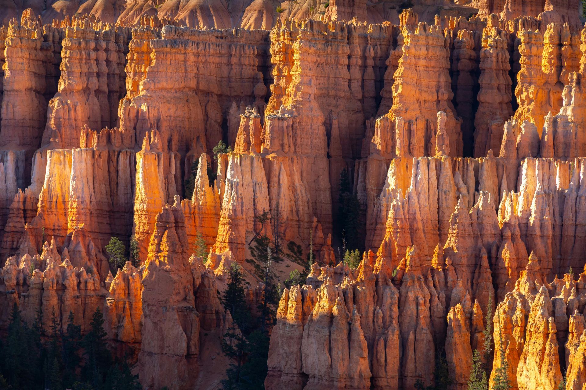 Orange and tan hoodoos in Bryce Canyon National Park, illuminated by the sun, create a textured, layered landscape.
