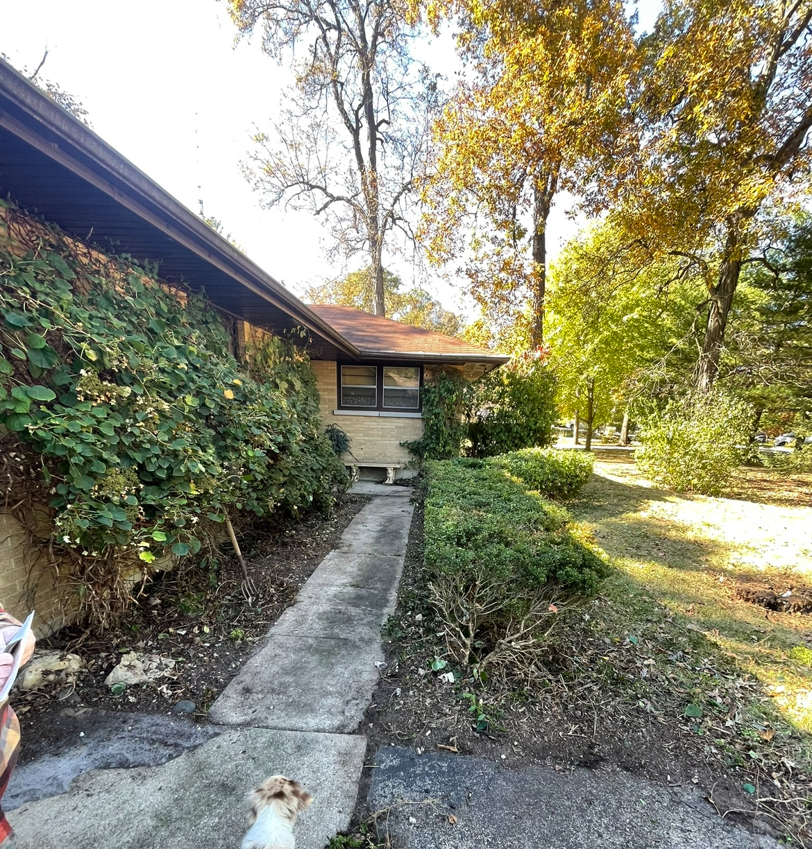 A dog is standing on a sidewalk in front of a house.