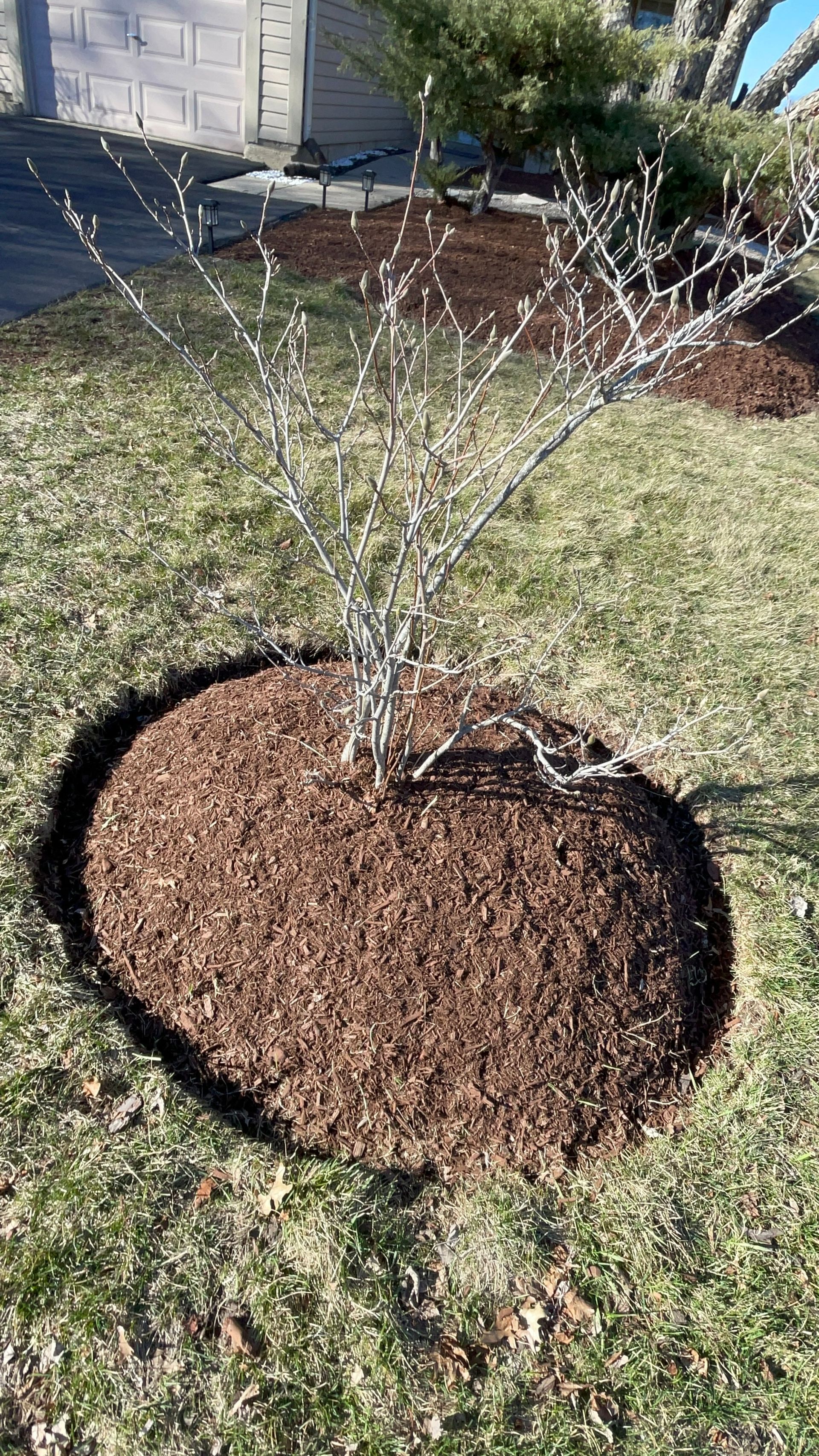 A tree in a circle of mulch in a yard.