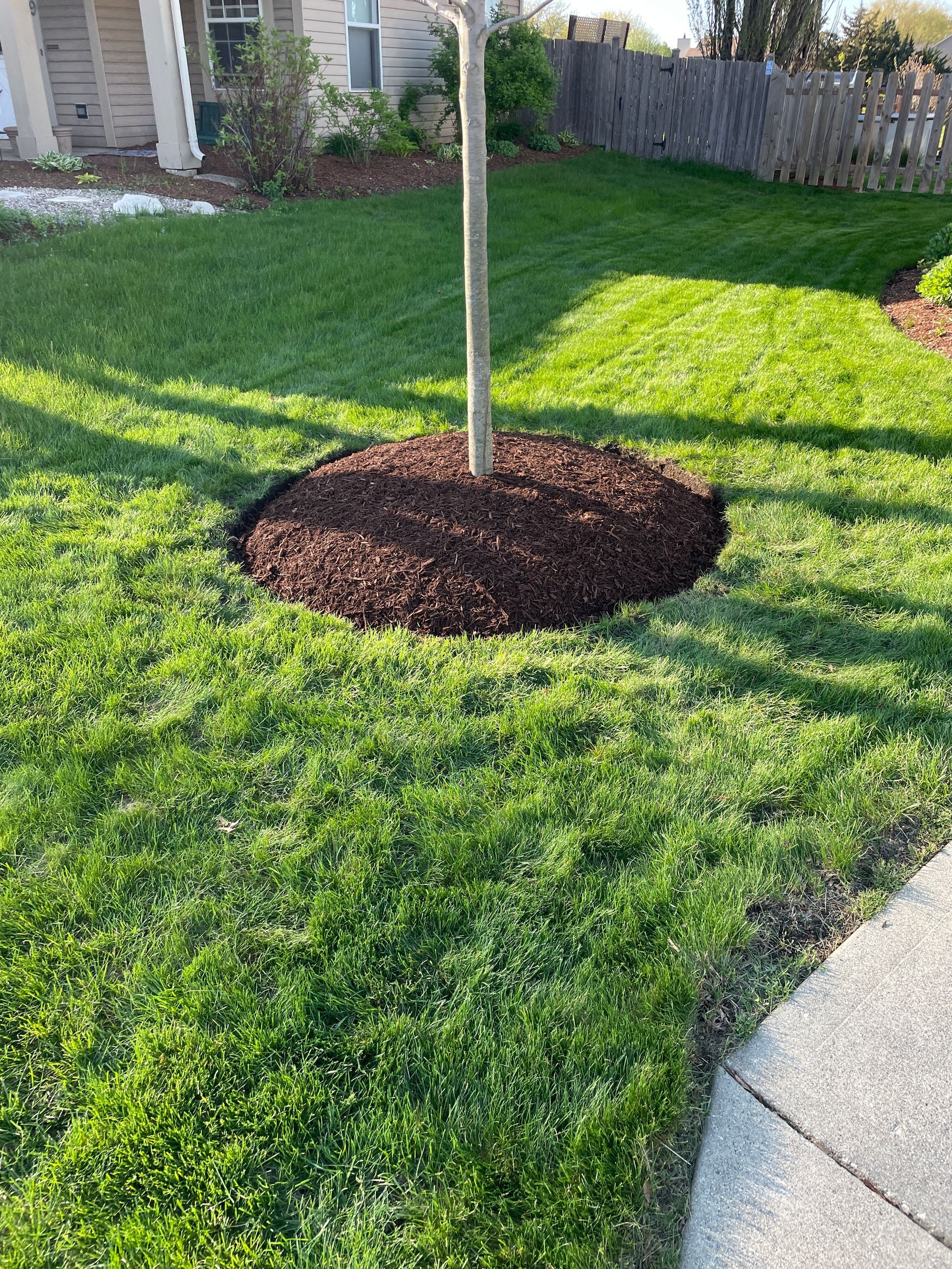 A tree is sitting in the middle of a lush green lawn.