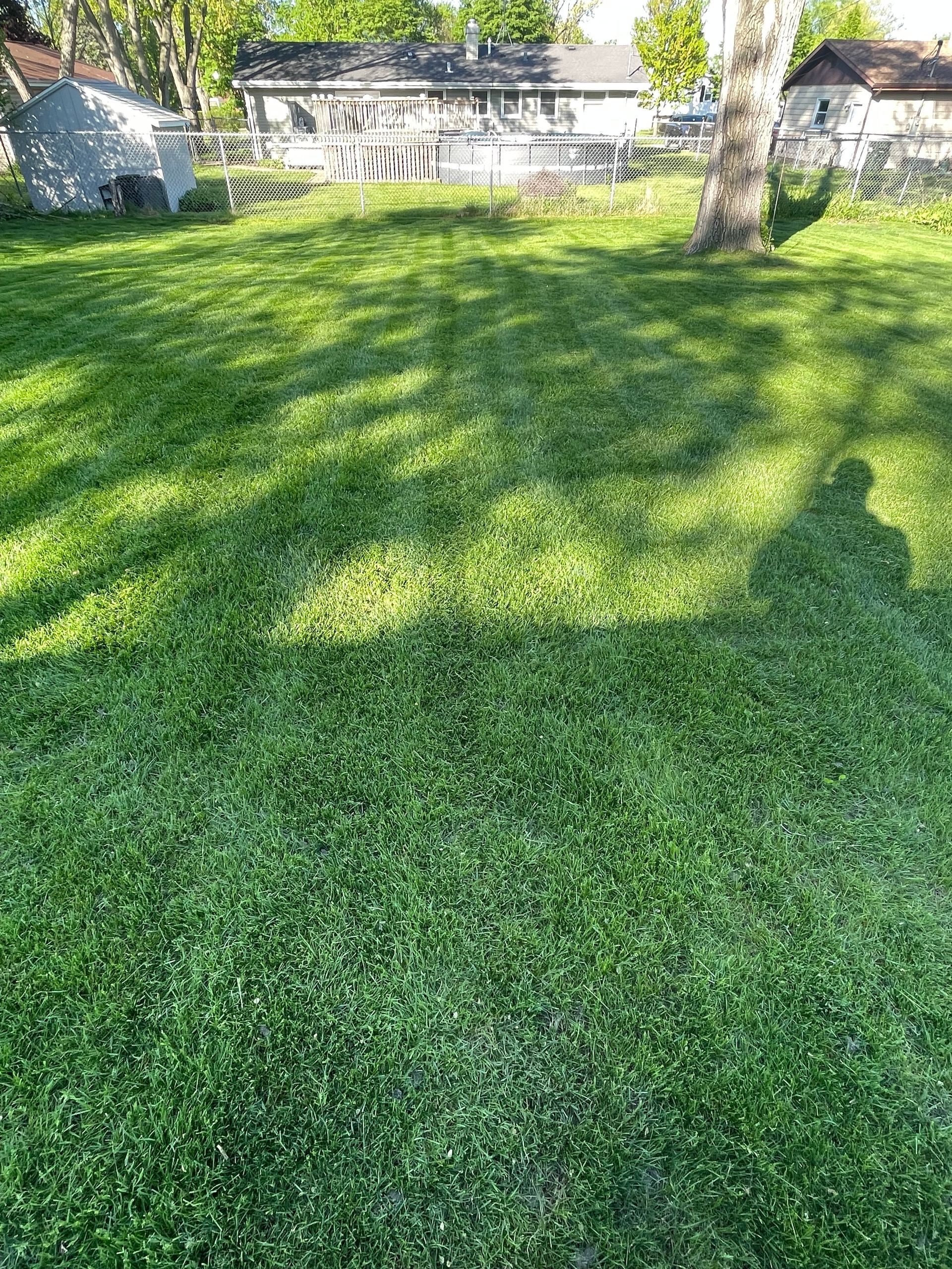 A lush green lawn with a tree in the background and a house in the background.