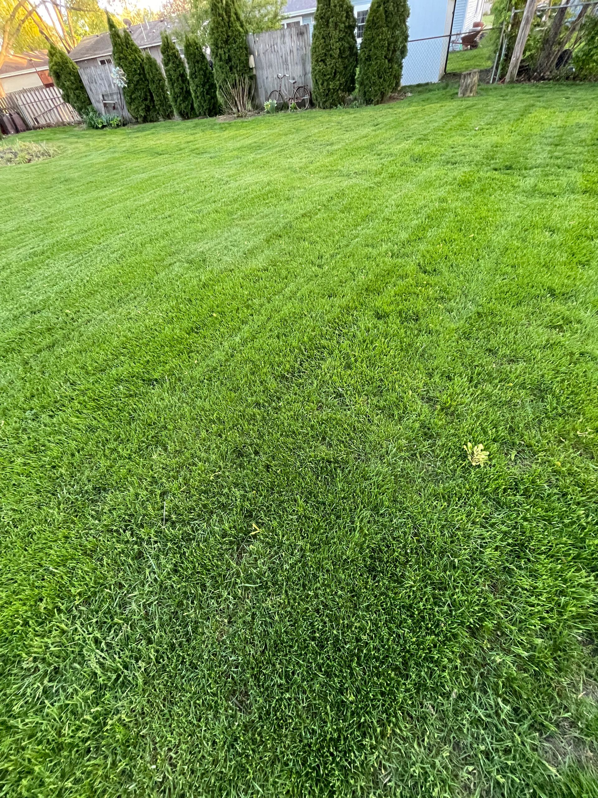 A lush green lawn with trees in the background.