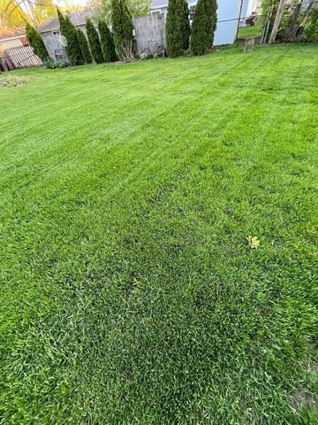 A lush green lawn with a blue shed in the background.