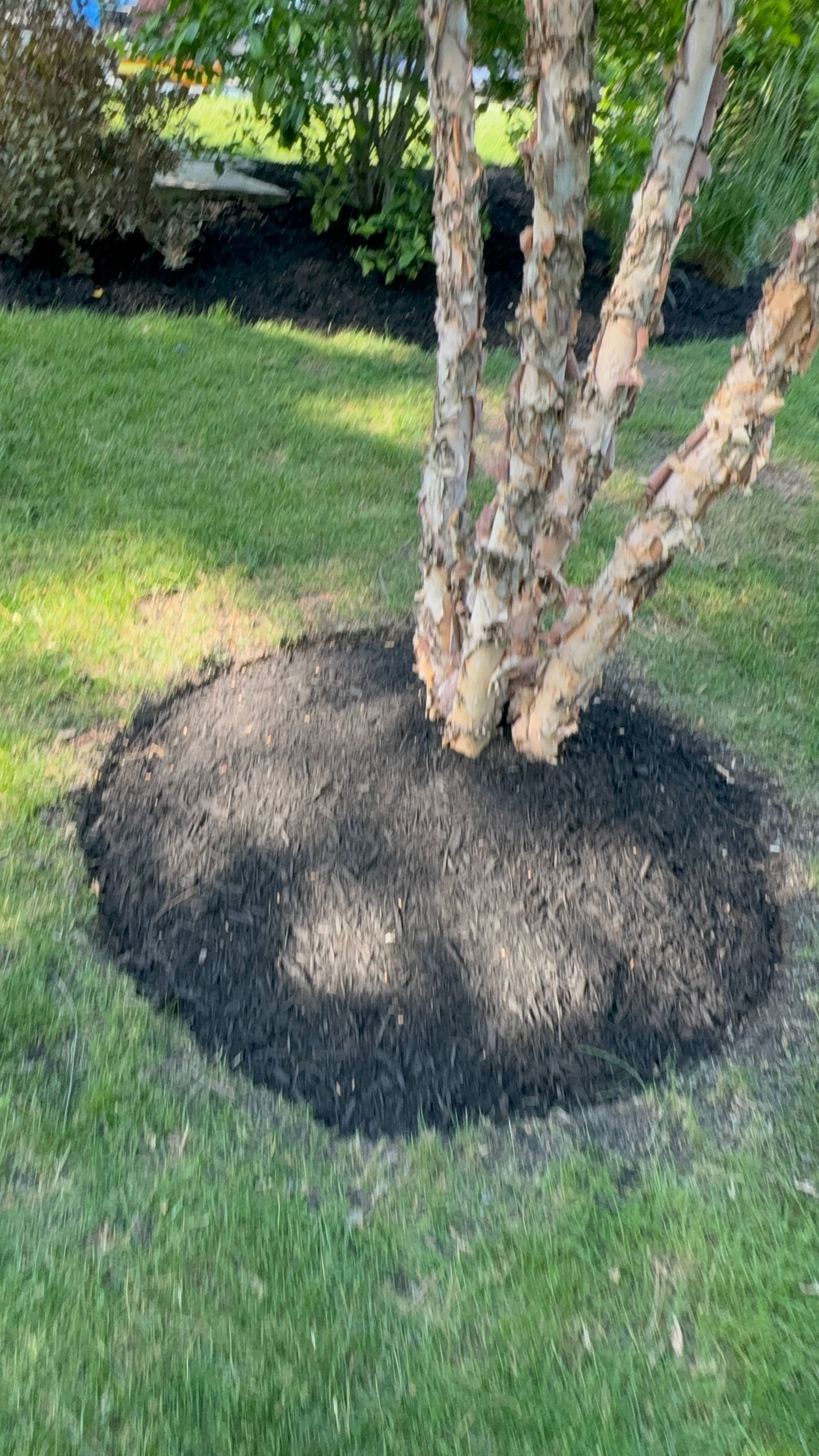 A tree is sitting in the middle of a lush green lawn surrounded by mulch.