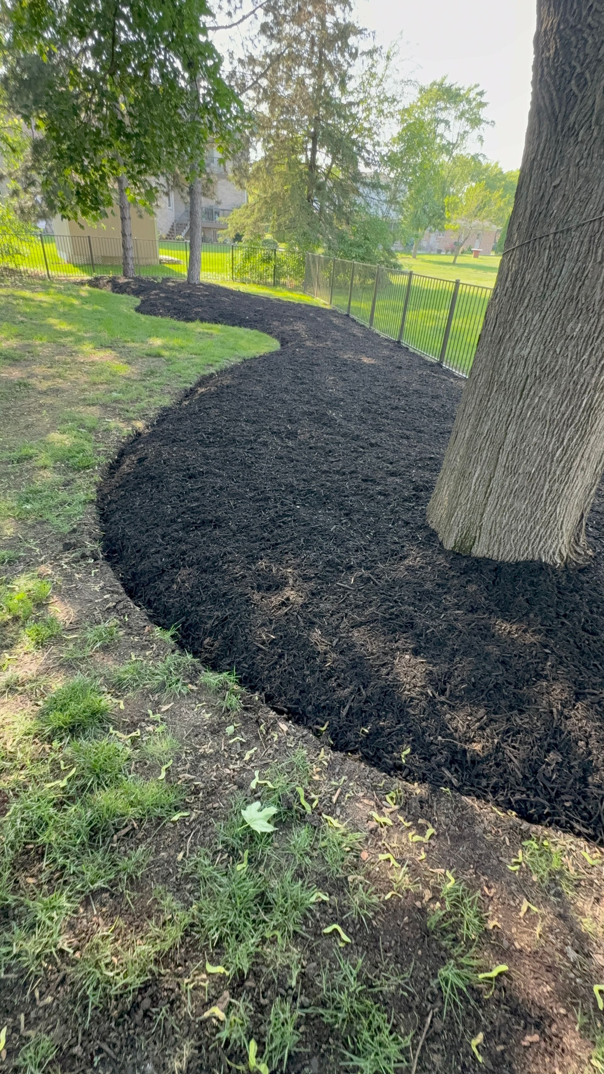 A tree trunk is surrounded by black mulch in a yard.