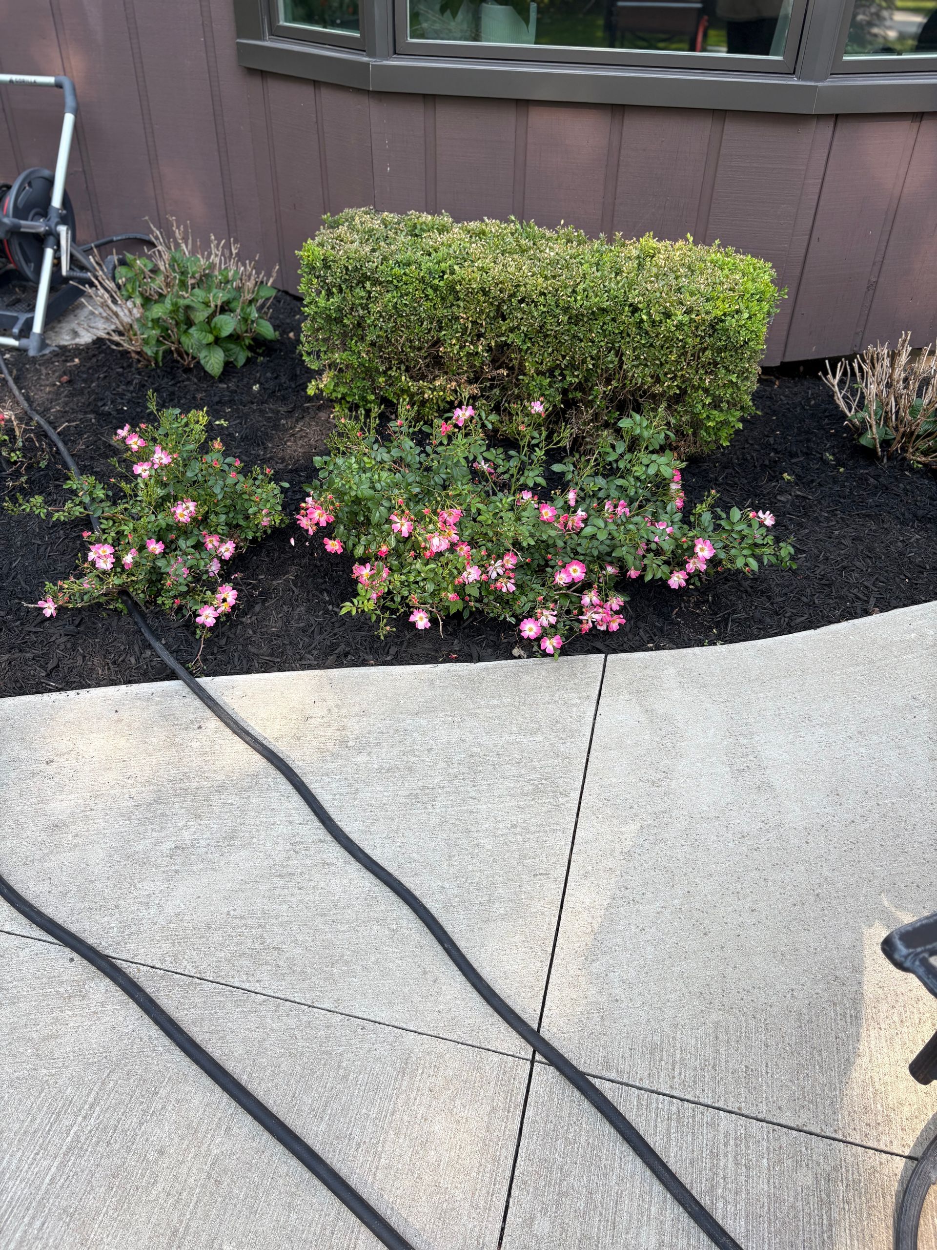 A hose is connected to a concrete sidewalk next to a bush with pink flowers.