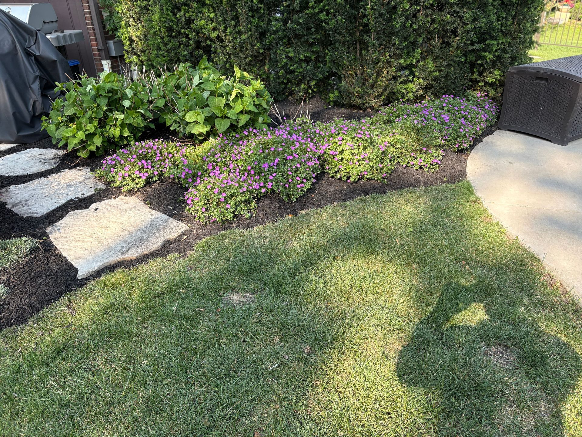A lush green lawn with purple flowers and a stone walkway.