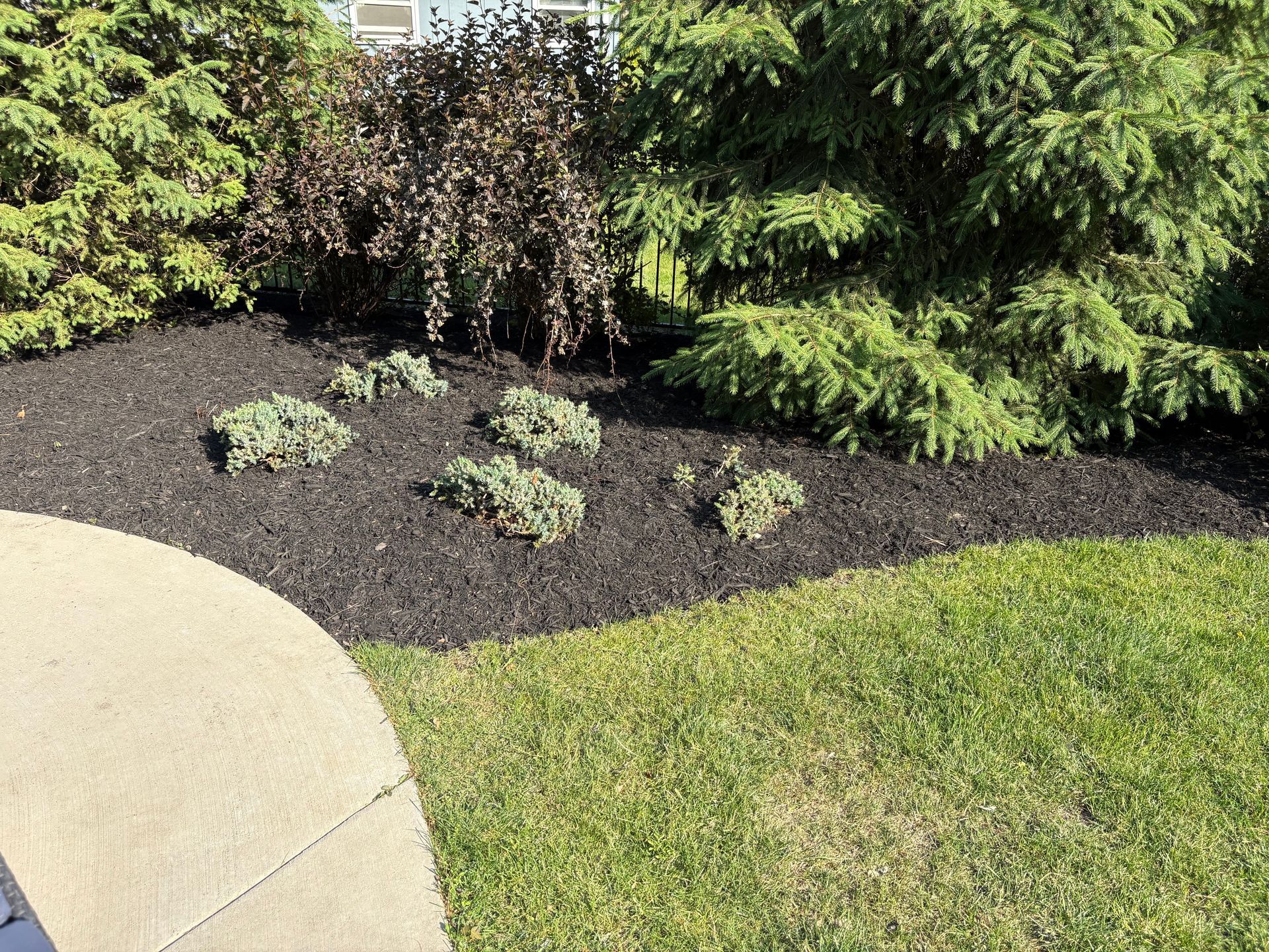 A sidewalk leading to a lush green yard with trees and mulch.