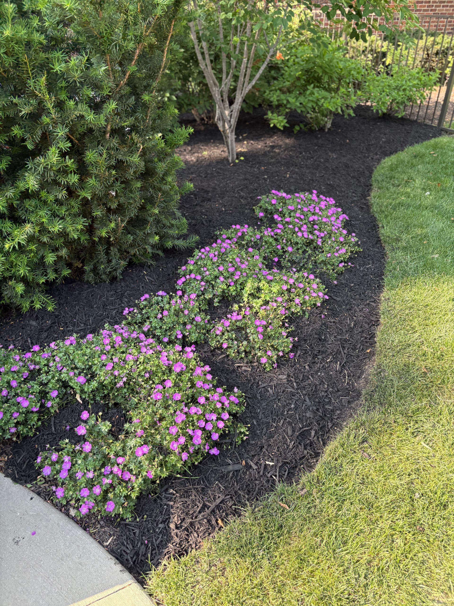 A row of purple flowers growing in a garden next to a sidewalk.