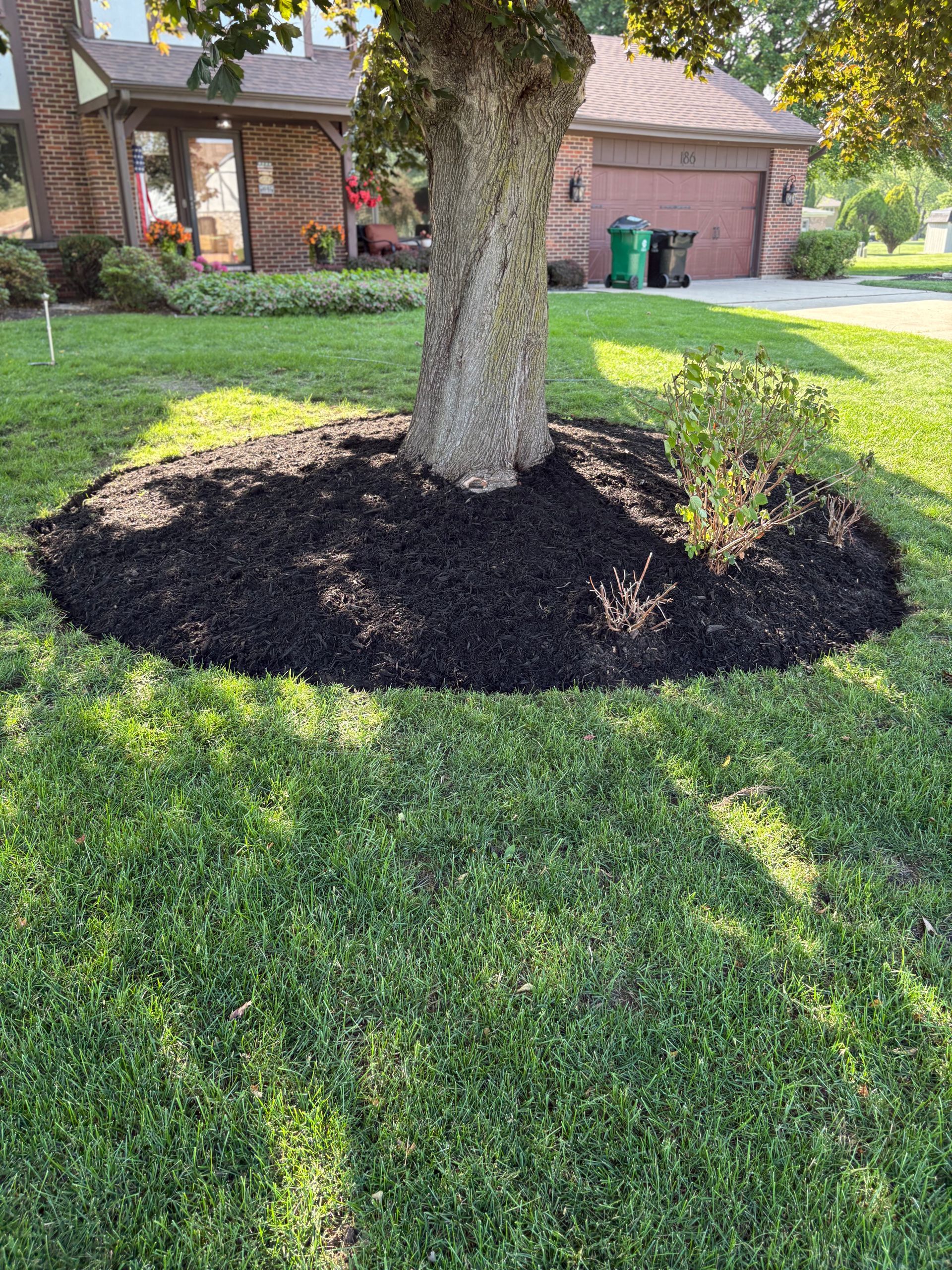 A tree sitting in the middle of a lush green lawn surrounded by mulch.