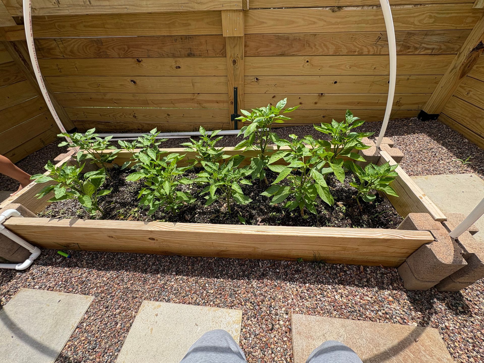 A person is standing in front of a wooden garden bed filled with plants.