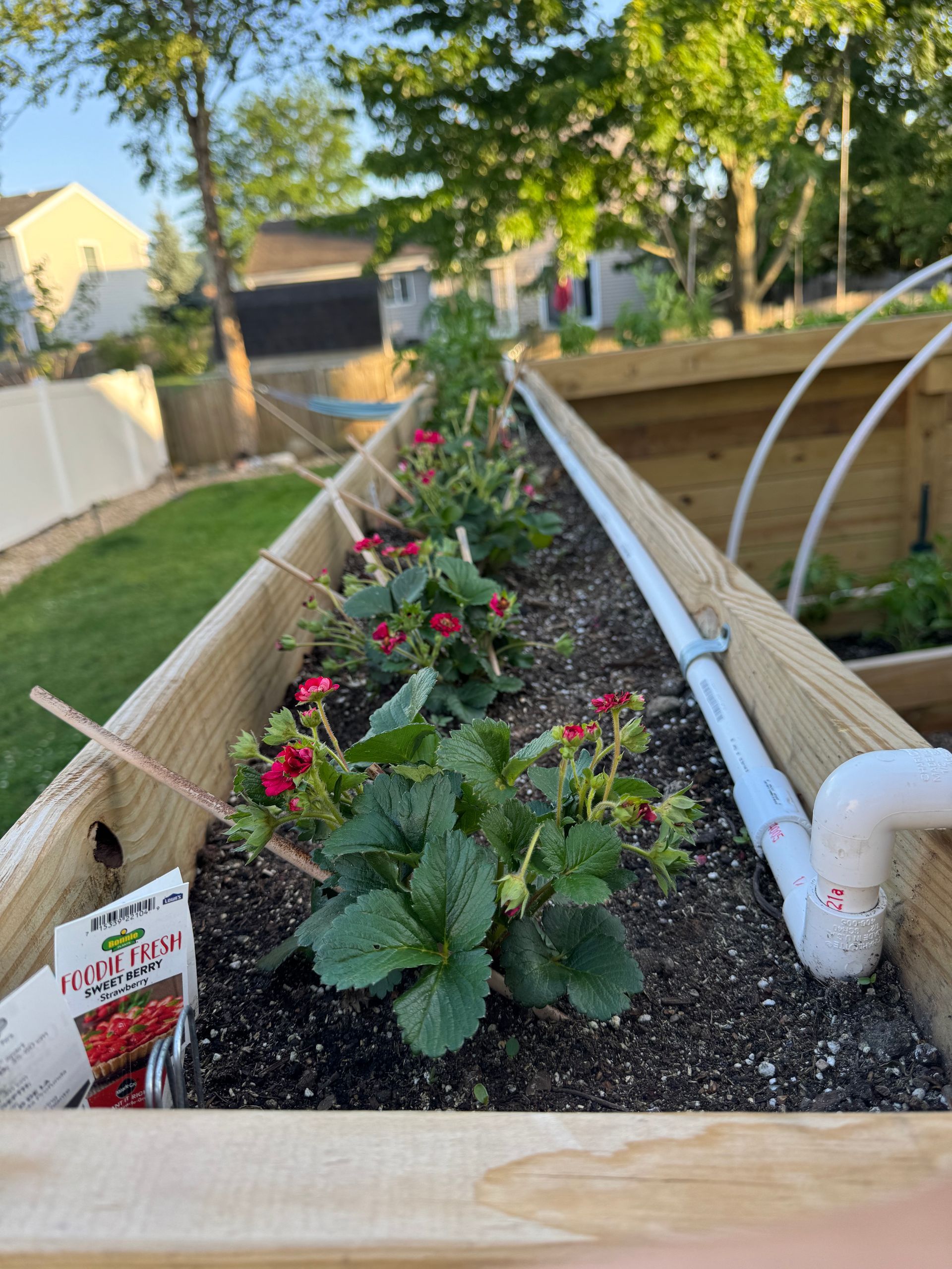 A wooden garden bed with strawberries and flowers in it.