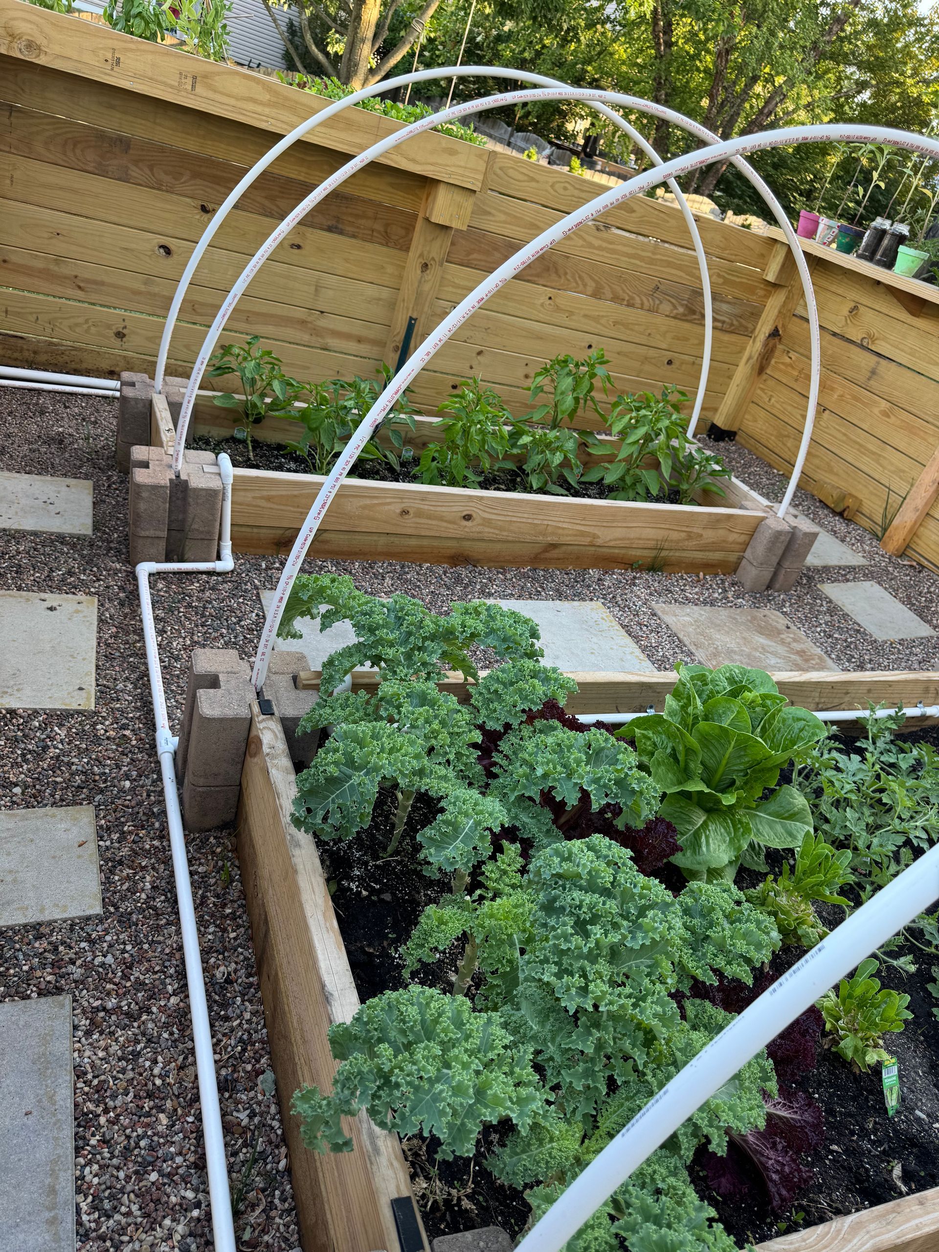 A garden with lots of plants and a fence in the background.
