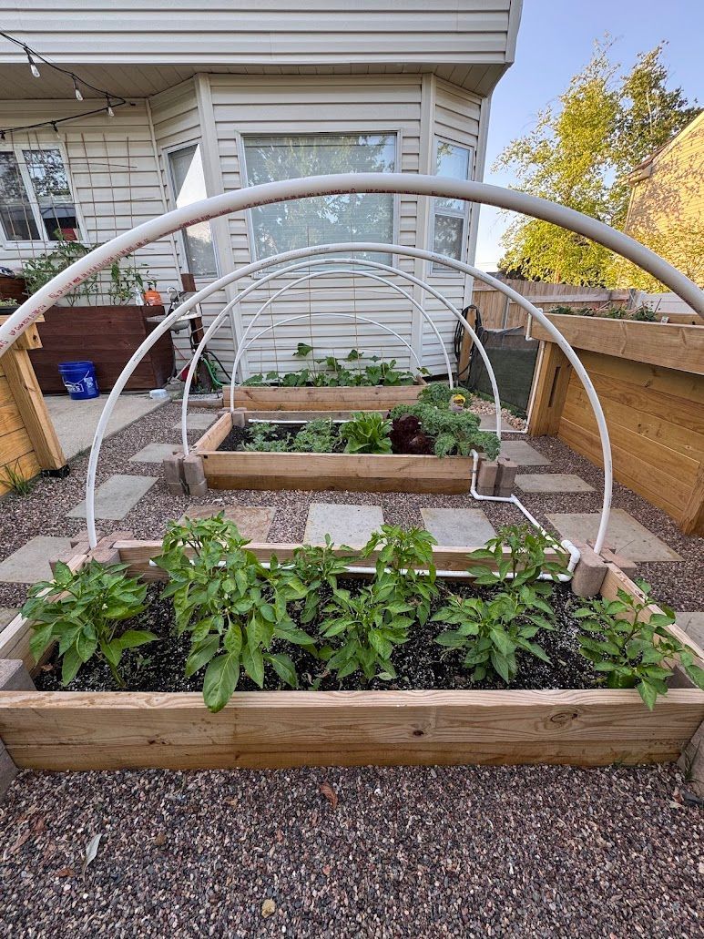 A garden with a greenhouse and wooden planters in front of a house.