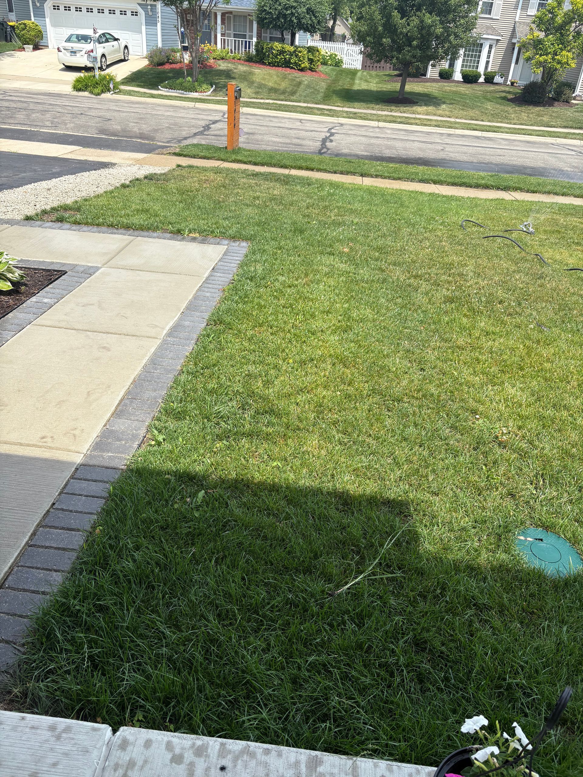 A lush green lawn with a sidewalk and a fire hydrant in a residential neighborhood.